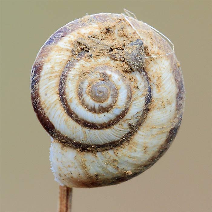 Identificazione chiocciola